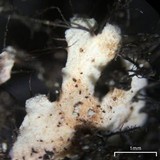 Heterodermia casarettiana image