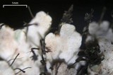 Heterodermia casarettiana image