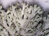 Image of Heterodermia crocea
