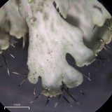 Heterodermia crocea image