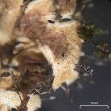 Heterodermia crocea image