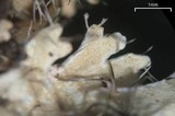 Heterodermia crocea image