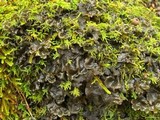Leptogium burnetiae image