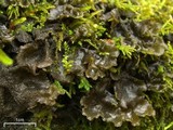 Leptogium burnetiae image