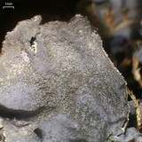 Leptogium burnetiae image