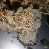 Leptogium burnetiae image
