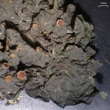 Leptogium corticola image