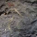 Leptogium corticola image