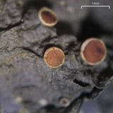 Leptogium corticola image