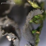 Leptogium cyanescens image