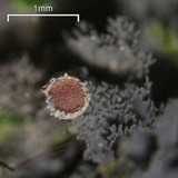 Leptogium cyanescens image