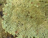 Myelochroa obsessa image