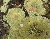 Myelochroa obsessa image