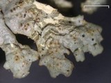 Myelochroa obsessa image