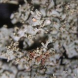 Myelochroa obsessa image