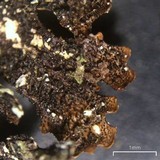 Myelochroa obsessa image
