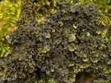 Nephroma helveticum image