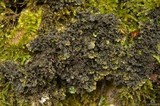 Nephroma helveticum image