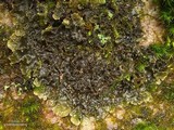 Nephroma helveticum subsp. helveticum image