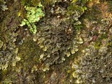 Nephroma helveticum image