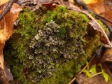 Nephroma helveticum image