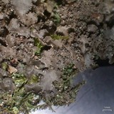 Nephroma helveticum image