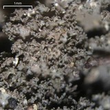 Nephroma helveticum image