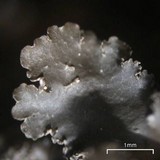 Nephroma helveticum image