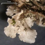 Nephroma helveticum image