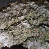Pannaria tavaresii image