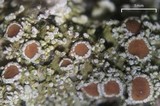 Pannaria tavaresii image