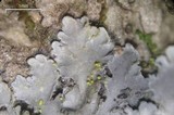 Pannaria tavaresii image