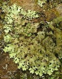 Parmelinopsis horrescens image