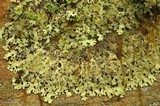 Parmelinopsis horrescens image