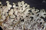 Parmelinopsis horrescens image