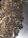 Parmelinopsis horrescens image
