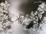 Parmotrema mellissii image