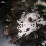 Parmotrema reticulatum image