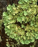 Parmotrema madagascariaceum image
