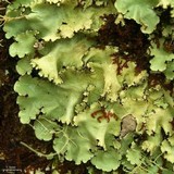 Parmotrema madagascariaceum image