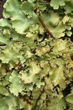Parmotrema madagascariaceum image