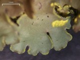 Pseudocyphellaria aurata image