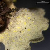 Pseudocyphellaria aurata image