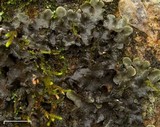Sticta beauvoisii image