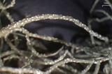 Usnea ceratina image
