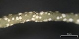Usnea ceratina image