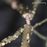 Usnea ceratina image