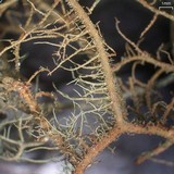 Usnea pensylvanica image