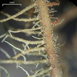 Usnea pensylvanica image