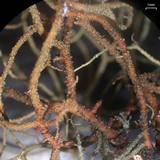 Usnea pensylvanica image